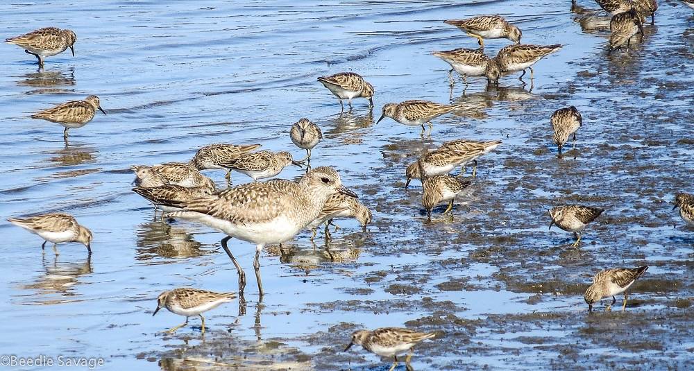 Black-bellied Plover (non-breeding adult) with Least Sandpipers by Margie-S is licensed under CC BY-NC 2.0.